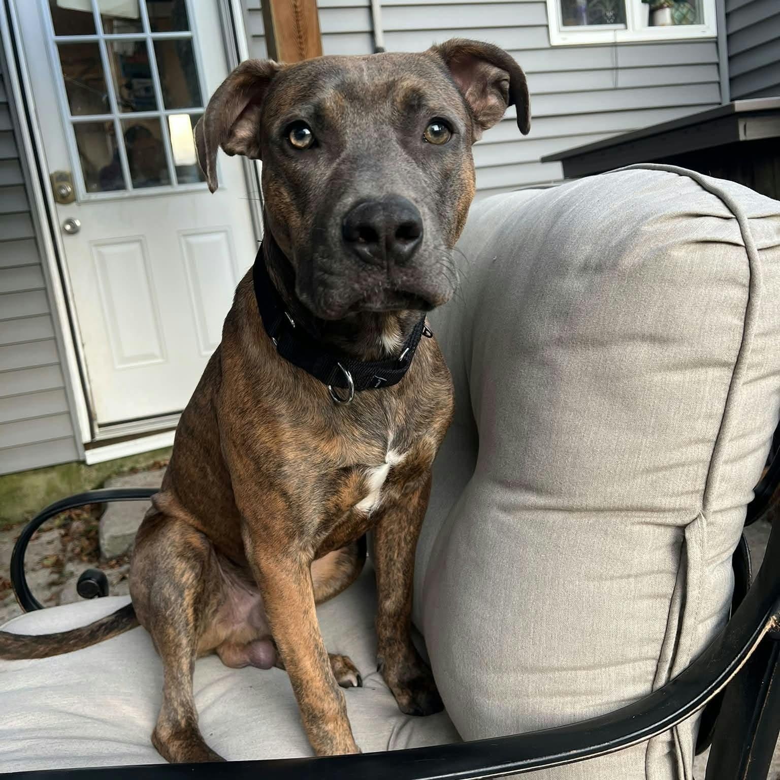 Memphis, Adoptable, Puppy Male Terrier.