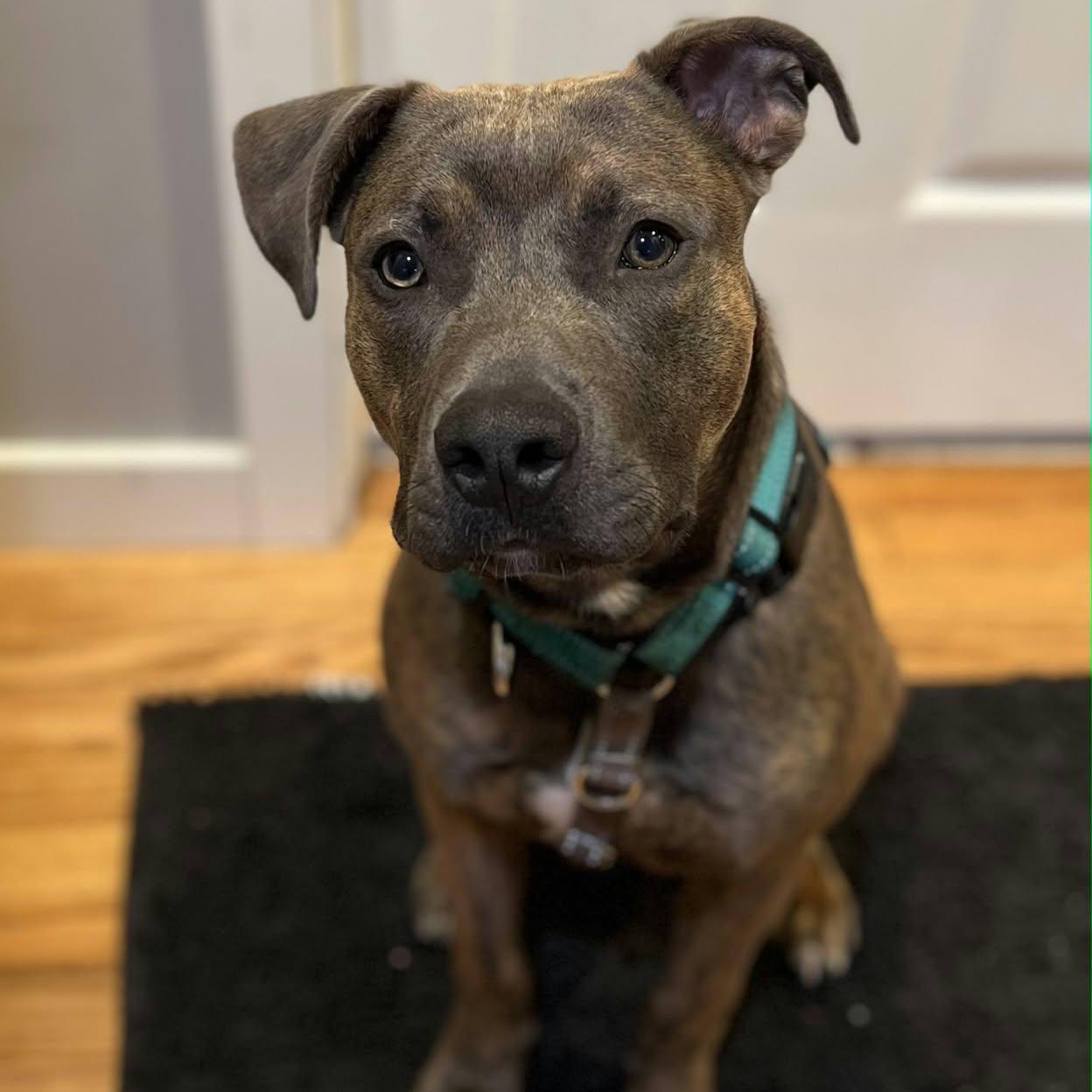 Enlarge Memphis, a Adoptable Terrier in North Syracuse, NY image 4/4