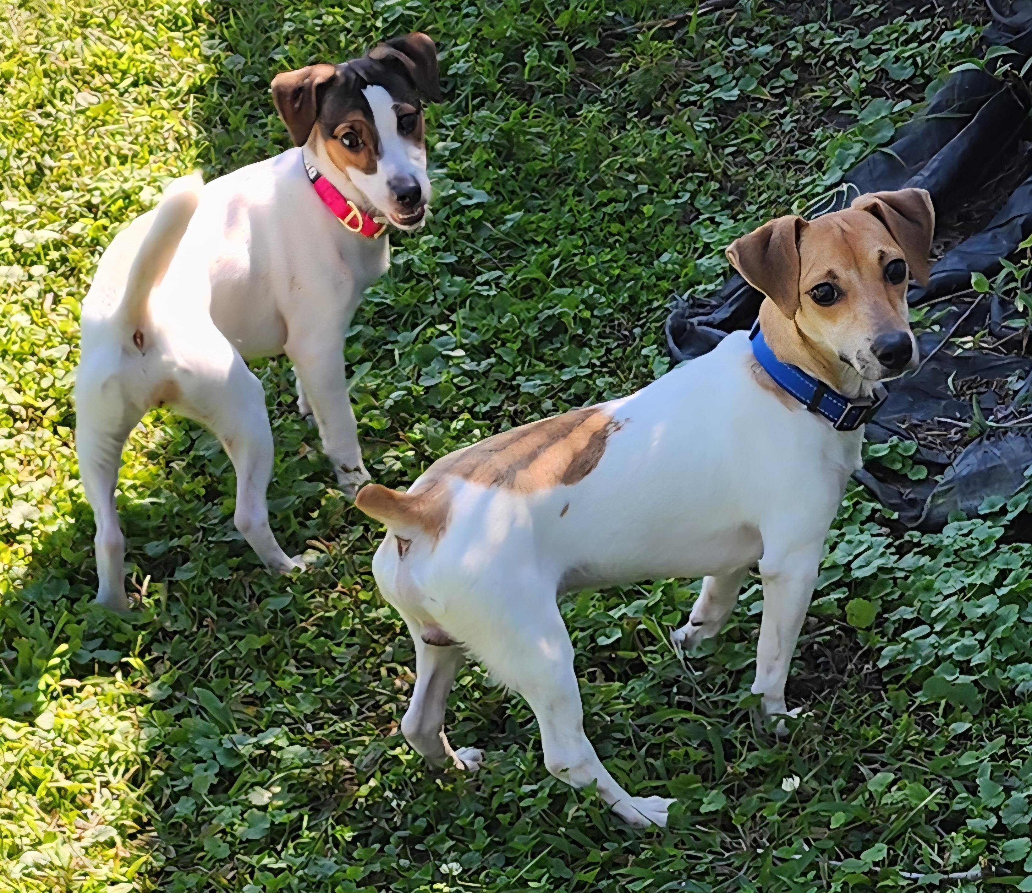 Beau & Harley