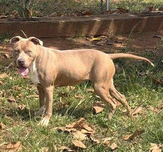 Vixie, a Adopted Pit Bull Terrier in Carrollton, GA image 1/3