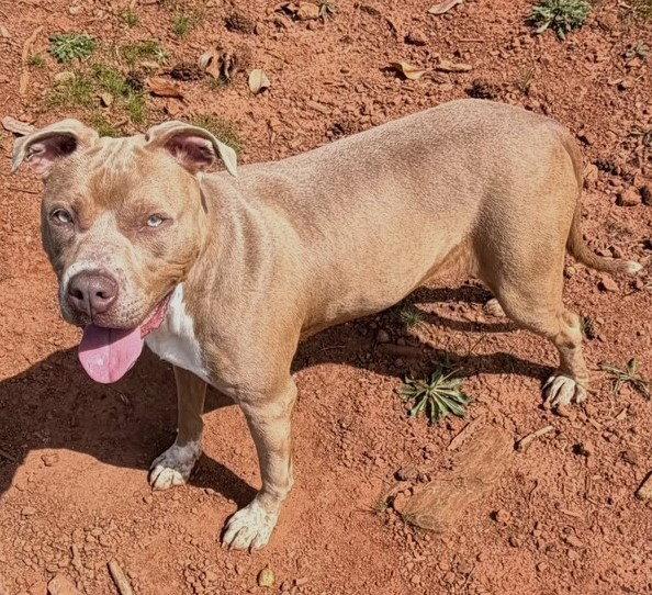 Vixie, a Adopted Pit Bull Terrier in Carrollton, GA image 2/3