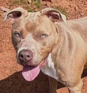 Vixie, a Adopted Pit Bull Terrier in Carrollton, GA image 3/3