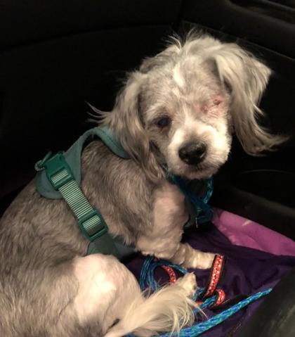 Enlarge Dusty (In Foster), an adoptable mixed breed in Tinley Park, IL image 4/6