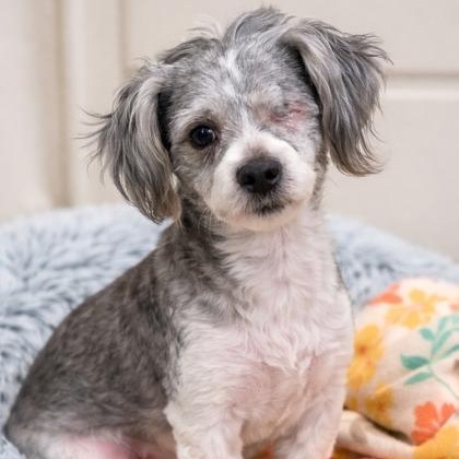 Enlarge Dusty (In Foster), an adoptable mixed breed in Tinley Park, IL image 2/6