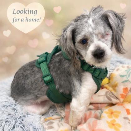 Enlarge Dusty (In Foster), an adoptable mixed breed in Tinley Park, IL image 1/6