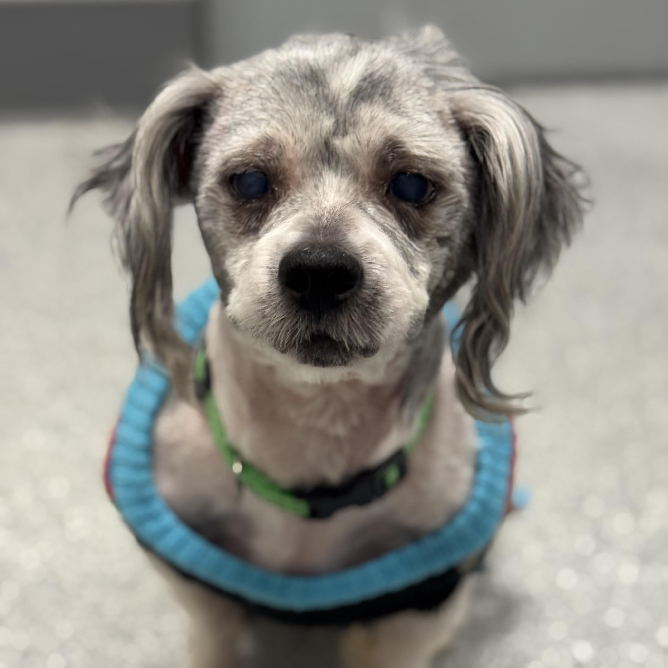 Enlarge Dusty (In Foster), an adoptable mixed breed in Tinley Park, IL image 6/6