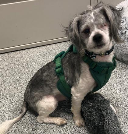 Enlarge Dusty (In Foster), an adoptable mixed breed in Tinley Park, IL image 3/6