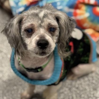 Enlarge Dusty (In Foster), an adoptable mixed breed in Tinley Park, IL image 5/6