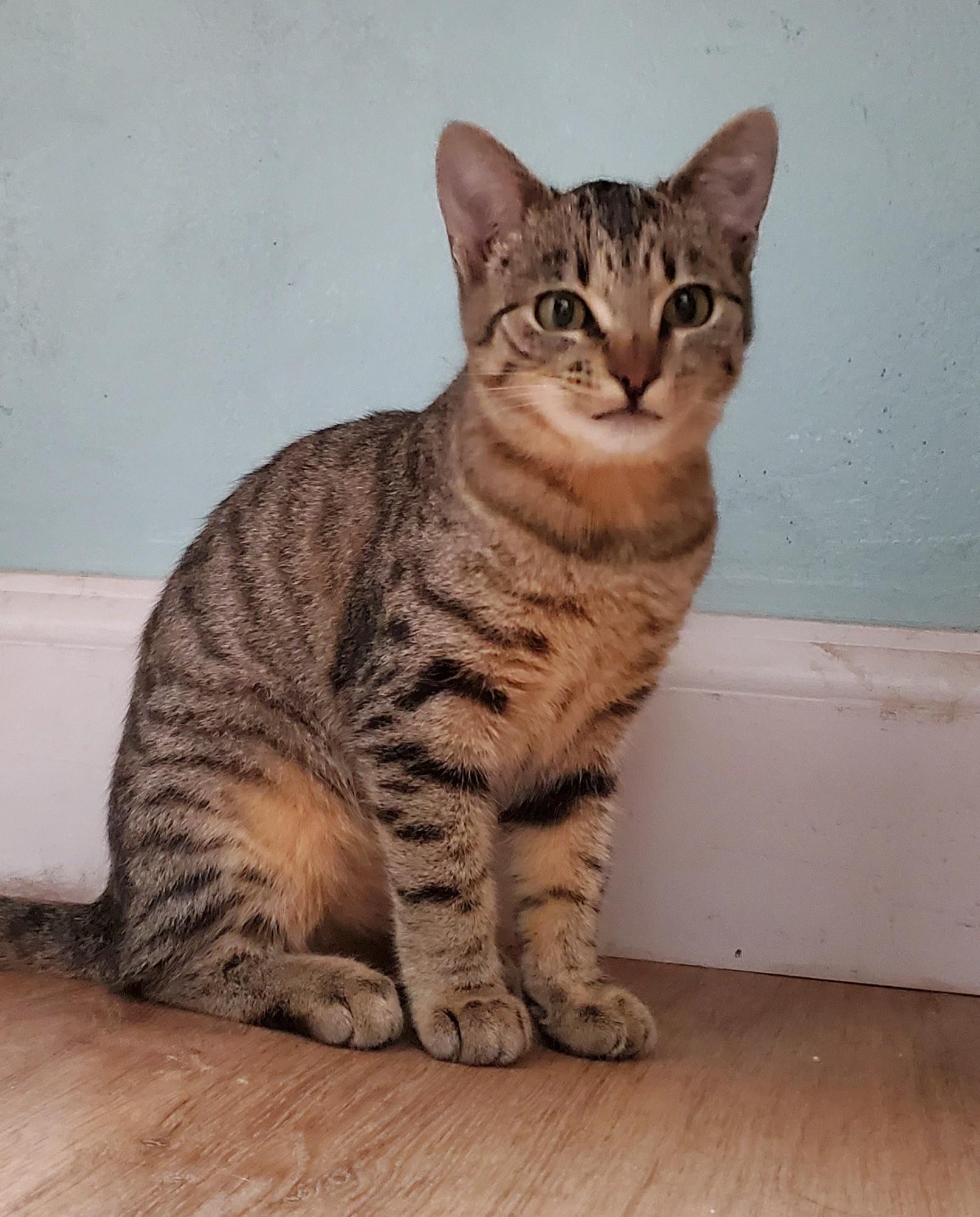 Dexter, adopted, Kitten Male Domestic Short Hair.