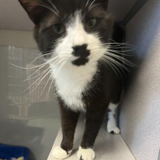 Dolla, ADOPTABLE, Adult Male Domestic Short Hair.