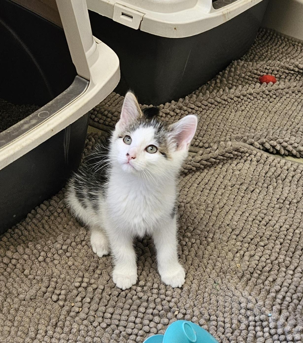 Enlarge Rex, a ADOPTABLE mixed breed in Bluffton, IN image 1/1