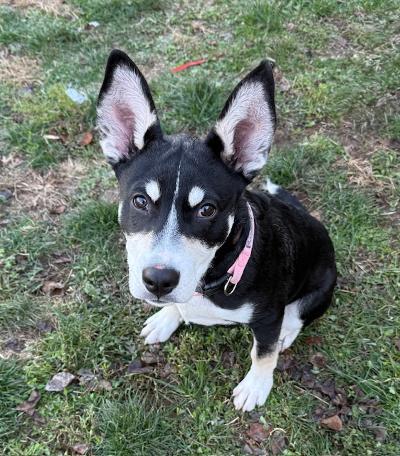 Enlarge Rigby, a ADOPTABLE mixed breed in Long Beach, NY image 2/3
