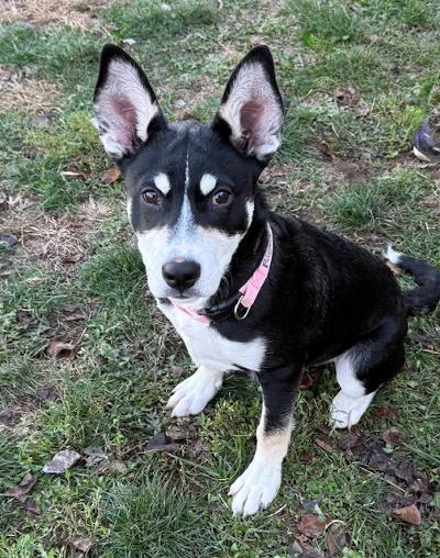 Enlarge Rigby, a ADOPTABLE mixed breed in Long Beach, NY image 3/3
