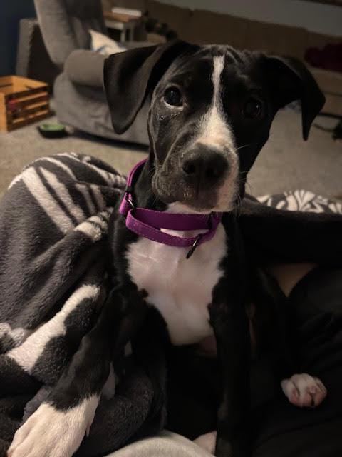 Bailey