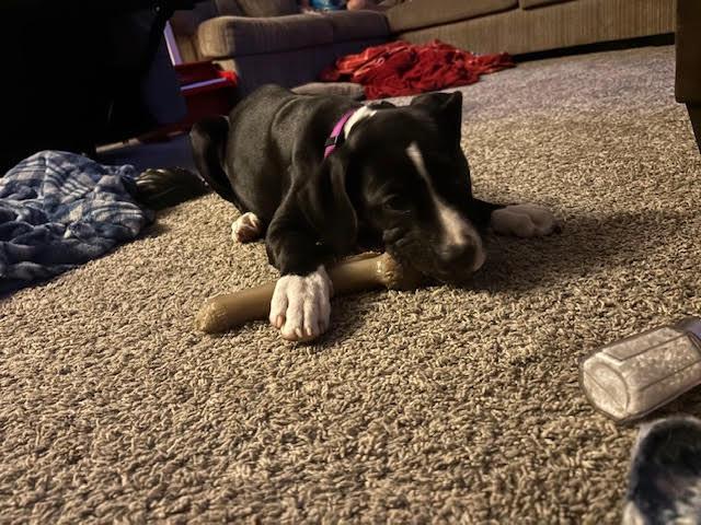 Bailey