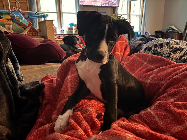 Bailey