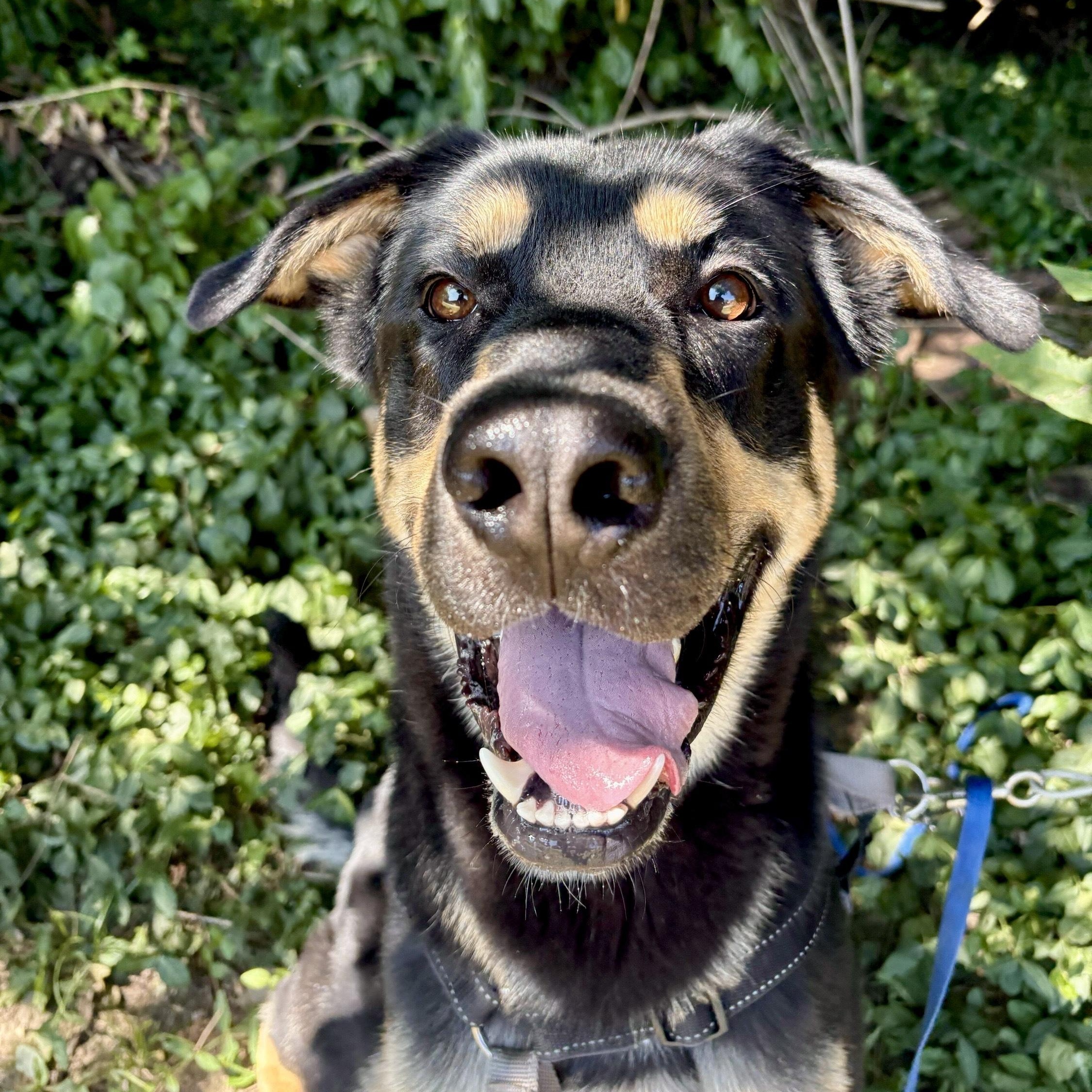 Enlarge Loki, an adoptable mixed breed in Indianapolis, IN image 1/3