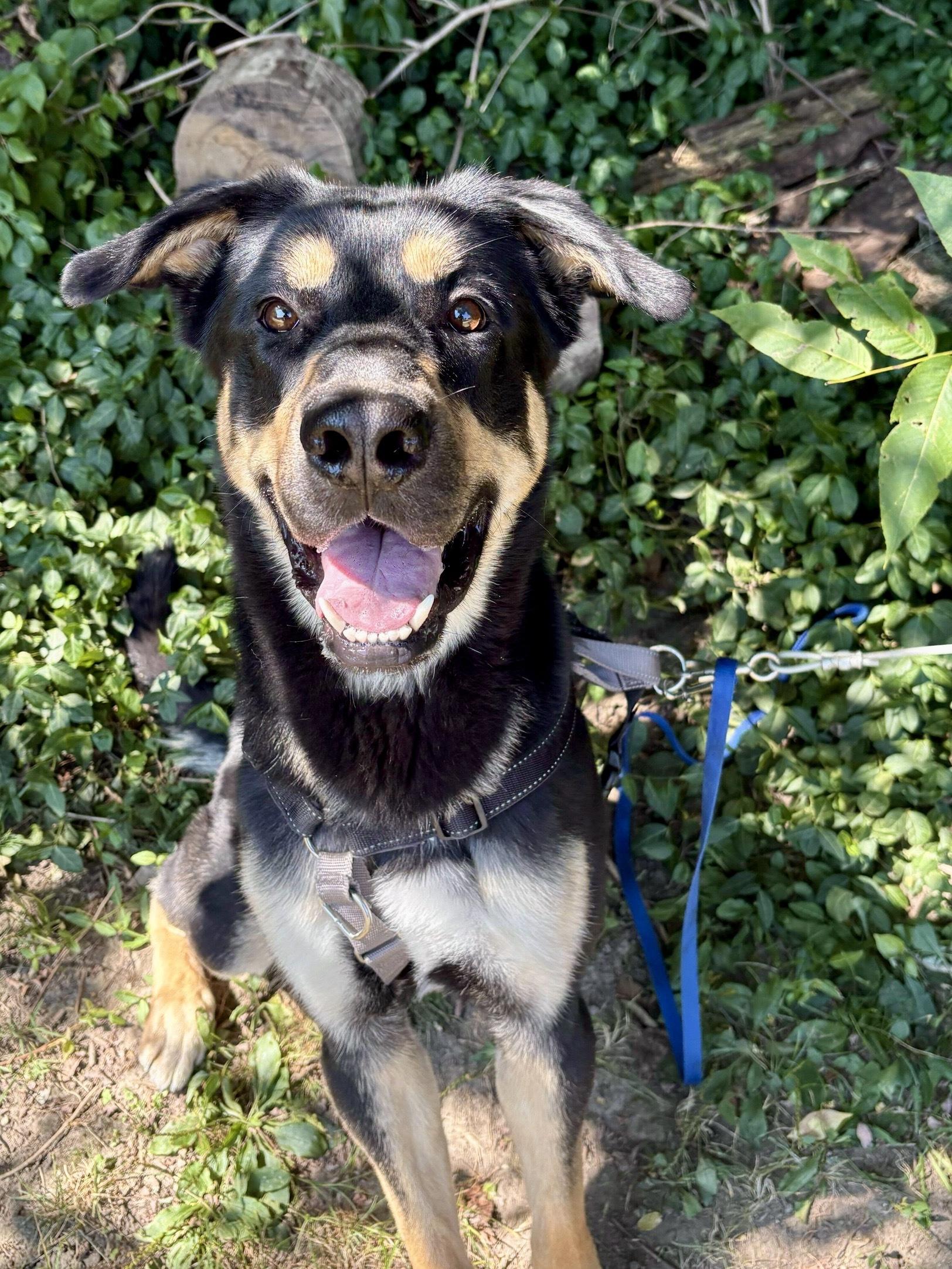 Enlarge Loki, an adoptable mixed breed in Indianapolis, IN image 2/3