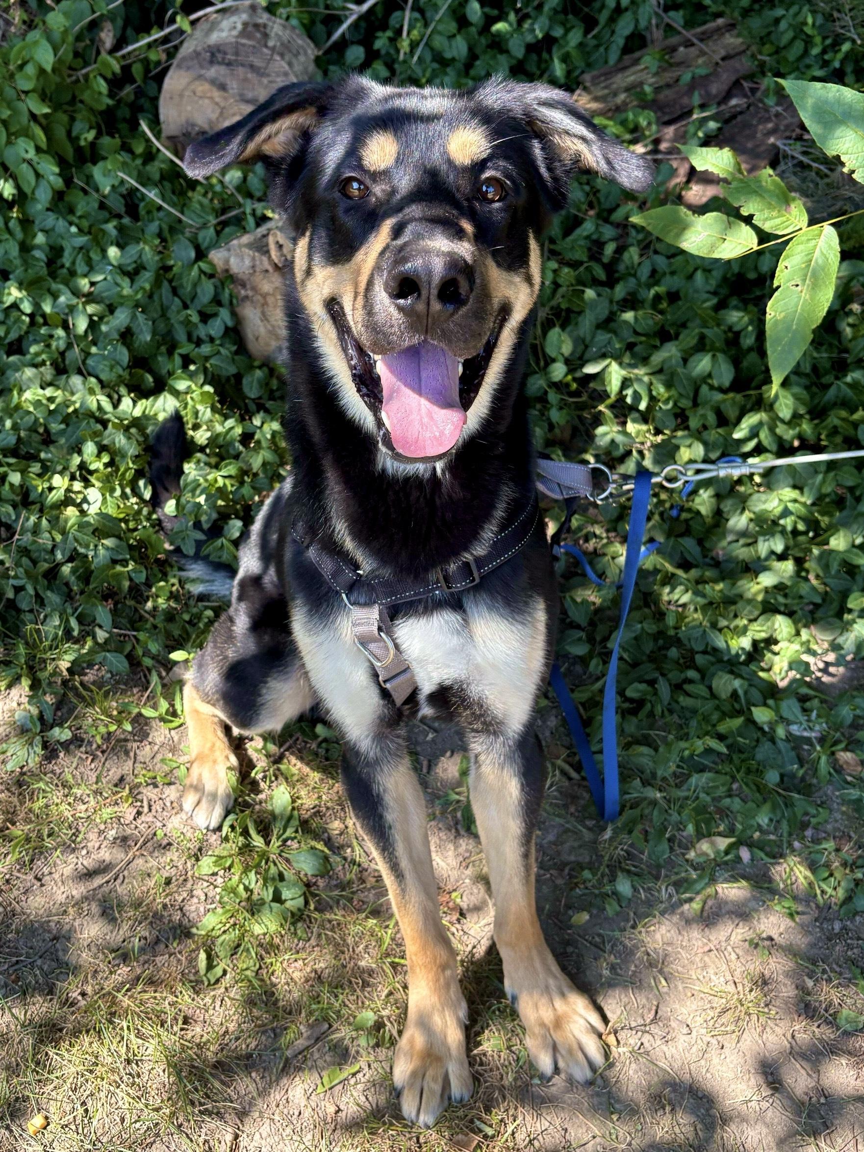 Enlarge Loki, an adoptable mixed breed in Indianapolis, IN image 3/3