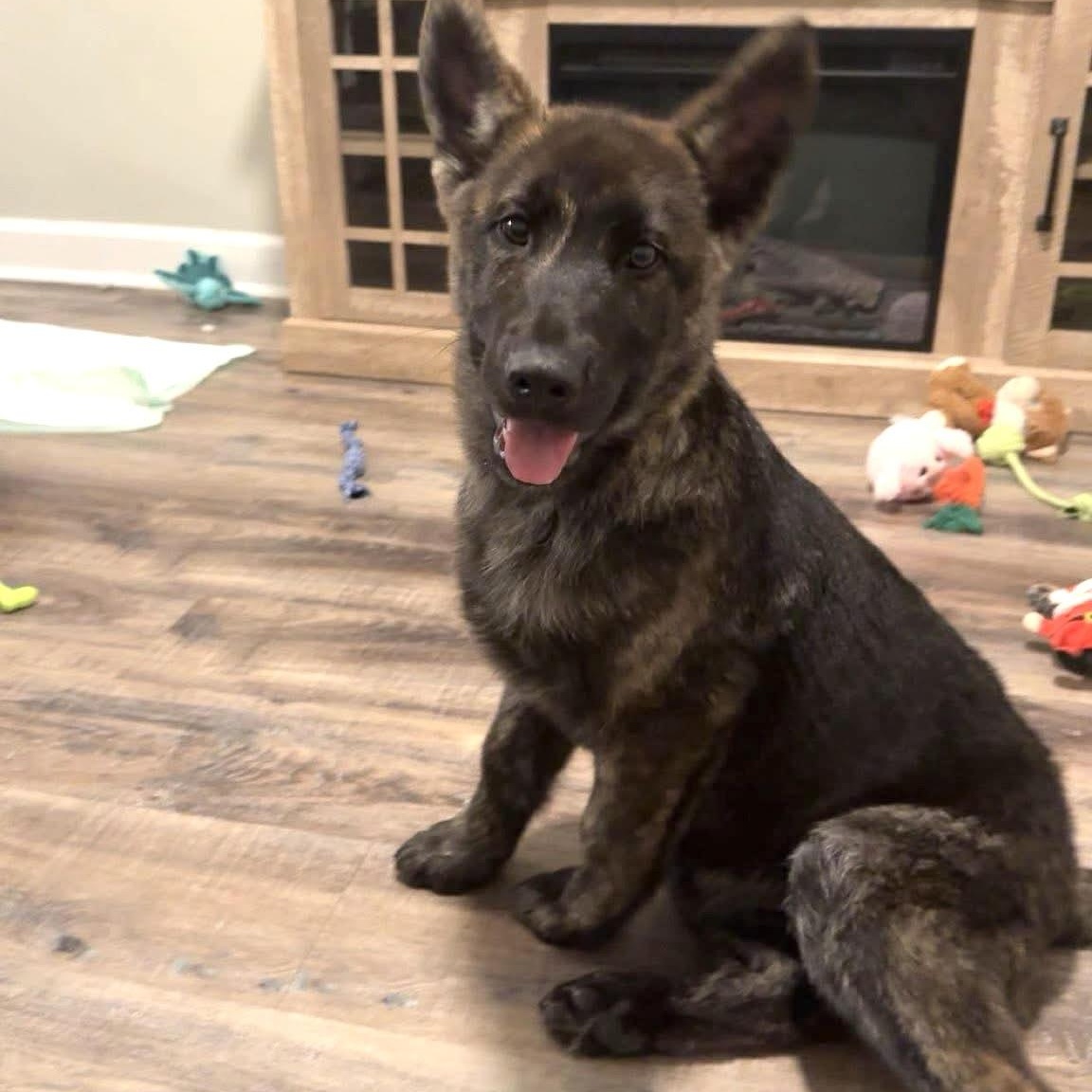 Spade, an adopted German Shepherd Dog in Ayden, NC image 2/5