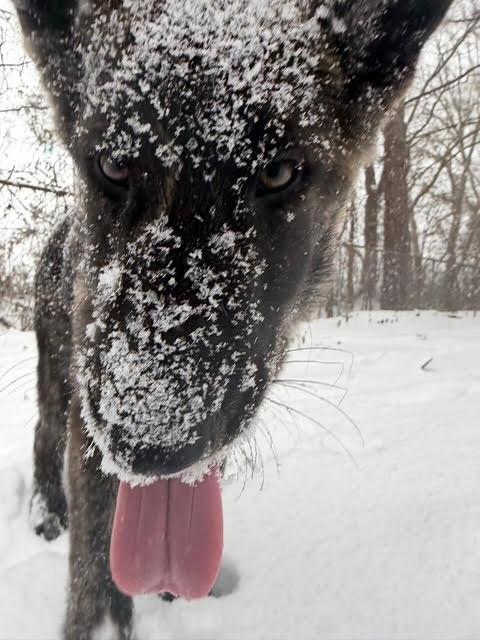 Spade, an adopted German Shepherd Dog in Ayden, NC image 5/5