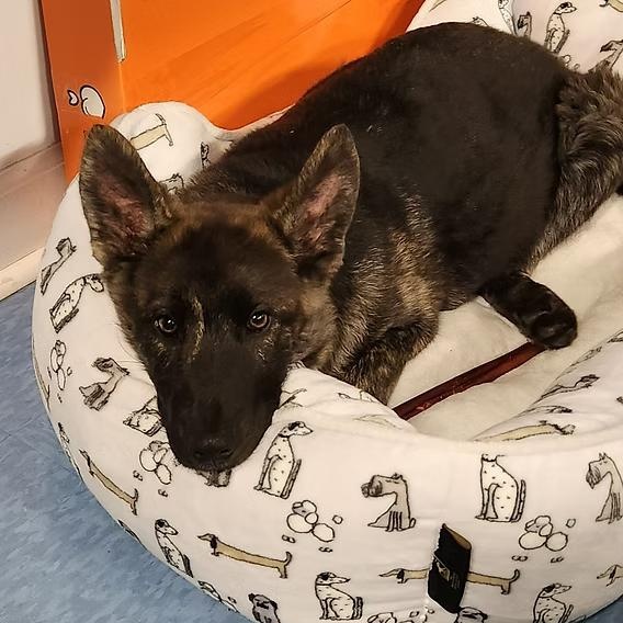 Spade, an adopted German Shepherd Dog in Ayden, NC image 3/5