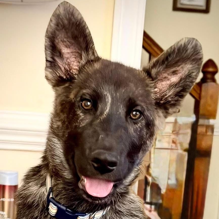 Spade, an adopted German Shepherd Dog in Ayden, NC image 1/5