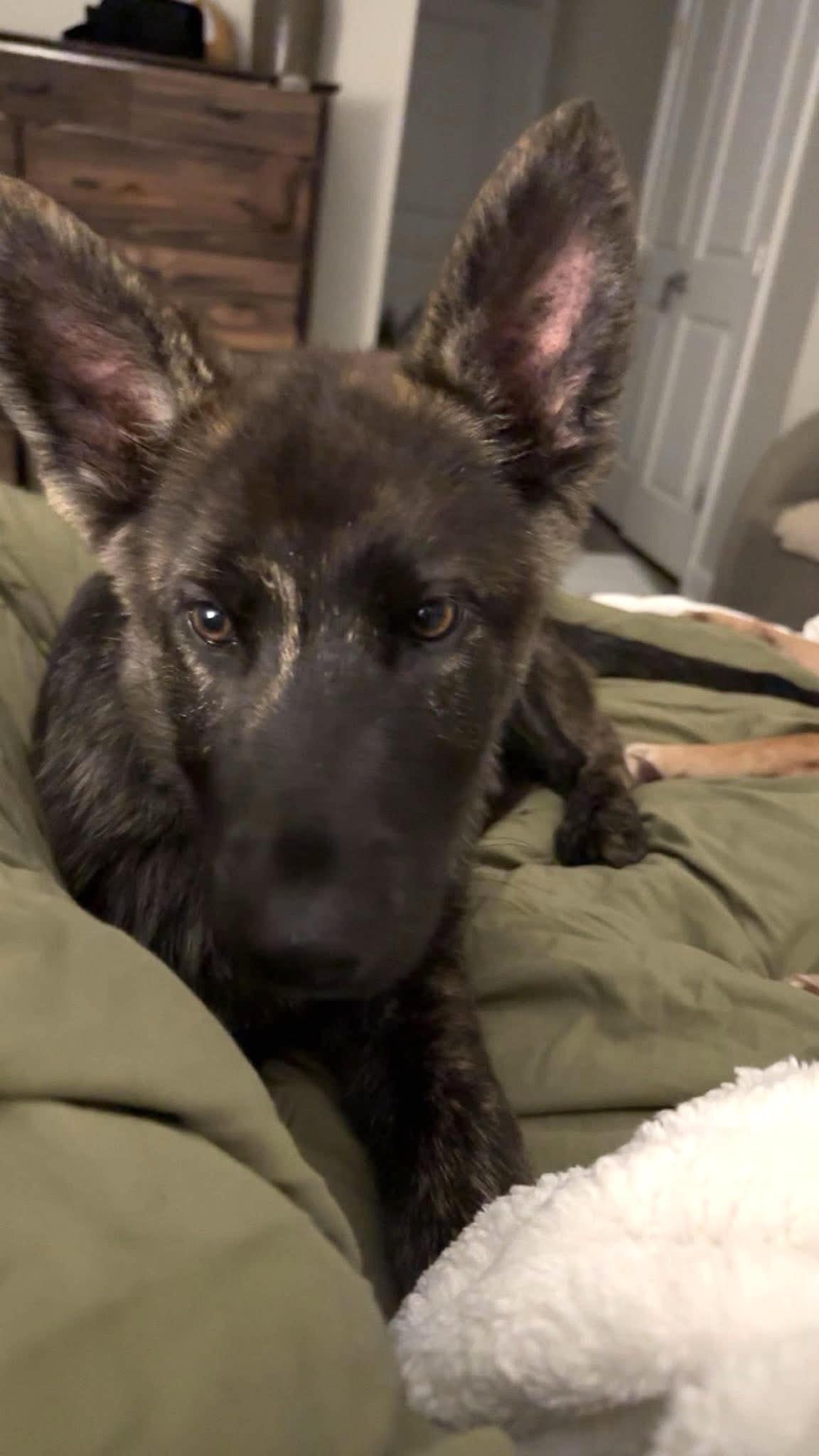 Spade, an adopted German Shepherd Dog in Ayden, NC image 4/5