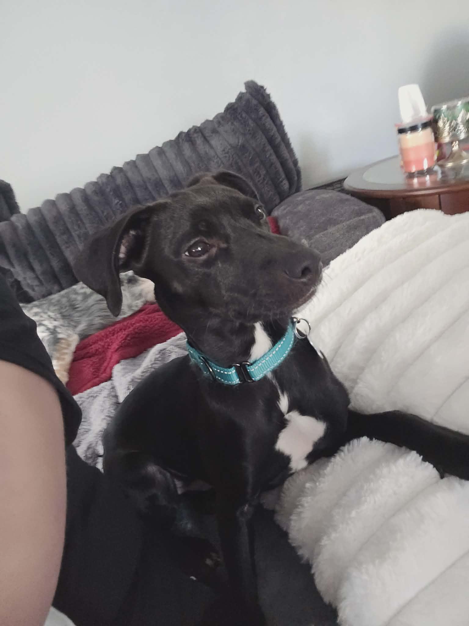 Baloo - The B Litter, an adopted mixed breed in Sheboygan, WI image 2/3