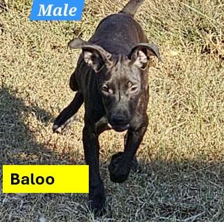Baloo - The B Litter, an adopted mixed breed in Sheboygan, WI image 1/3