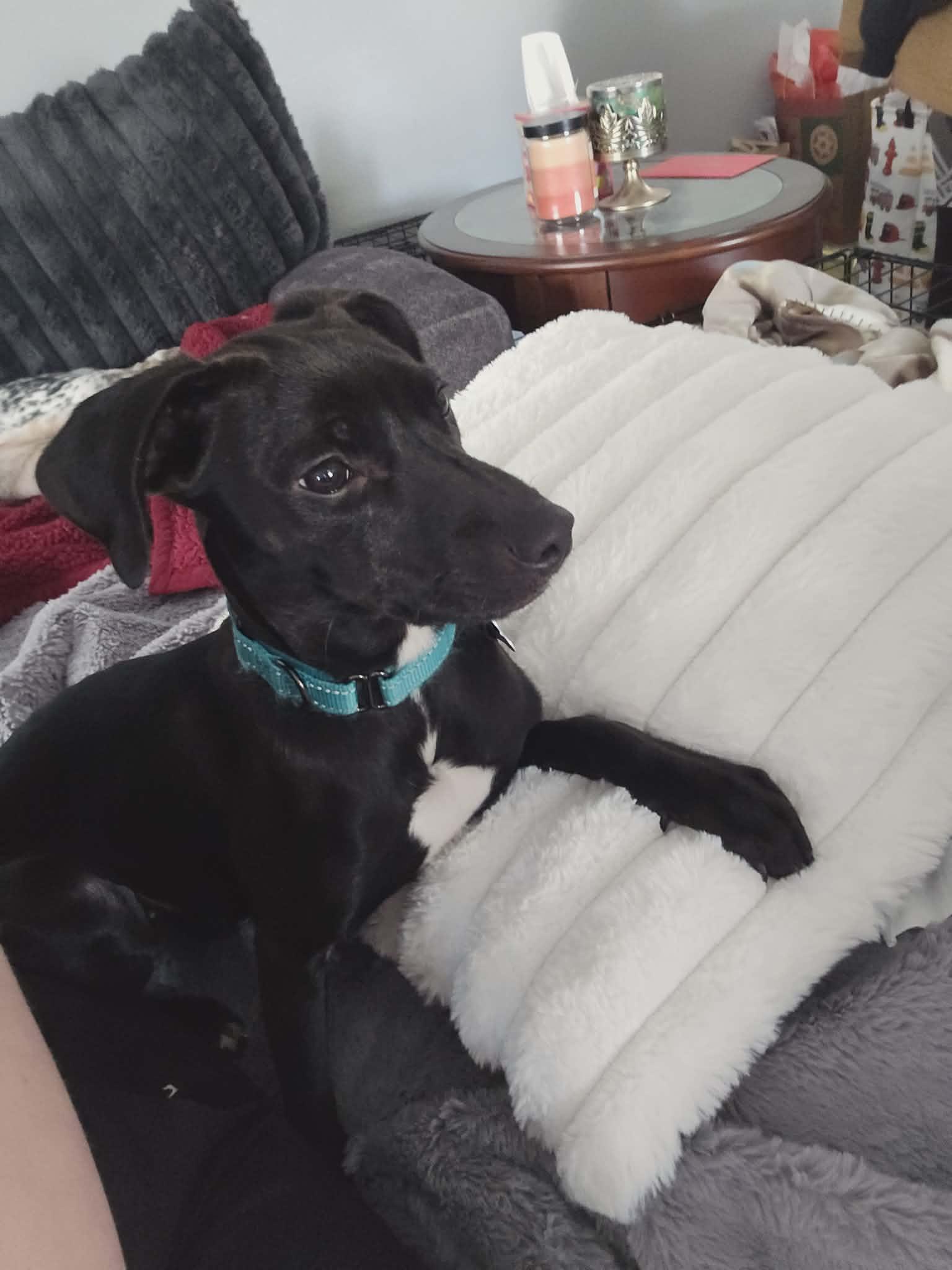 Baloo - The B Litter, an adopted mixed breed in Sheboygan, WI image 3/3