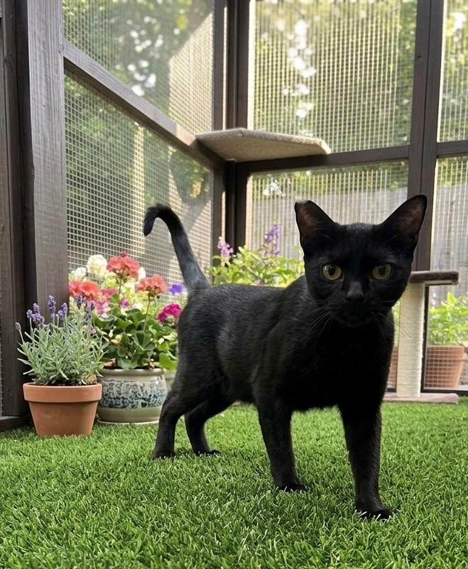 Enlarge Shay, a Adoptable Domestic Short Hair in Saugus, CA image 1/1