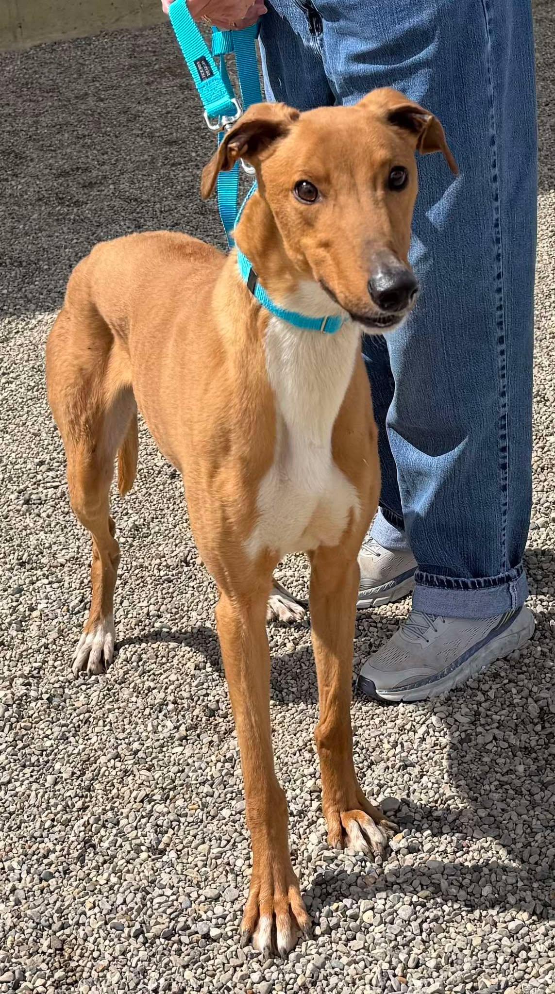 Curly, an adopted mixed breed in Westerville, OH image 1/6