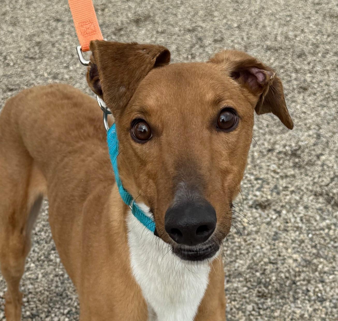 Curly, an adopted mixed breed in Westerville, OH image 5/6
