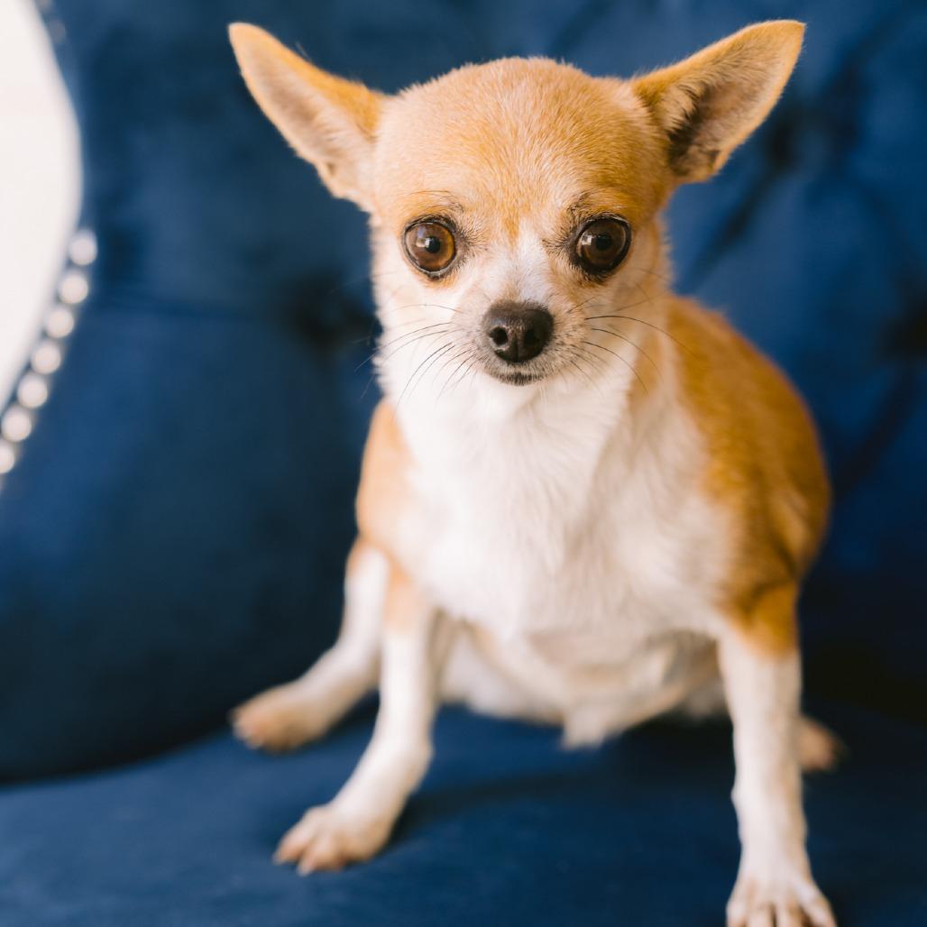 Enlarge Joy, an adopted Chihuahua in Zionsville, IN image 1/1
