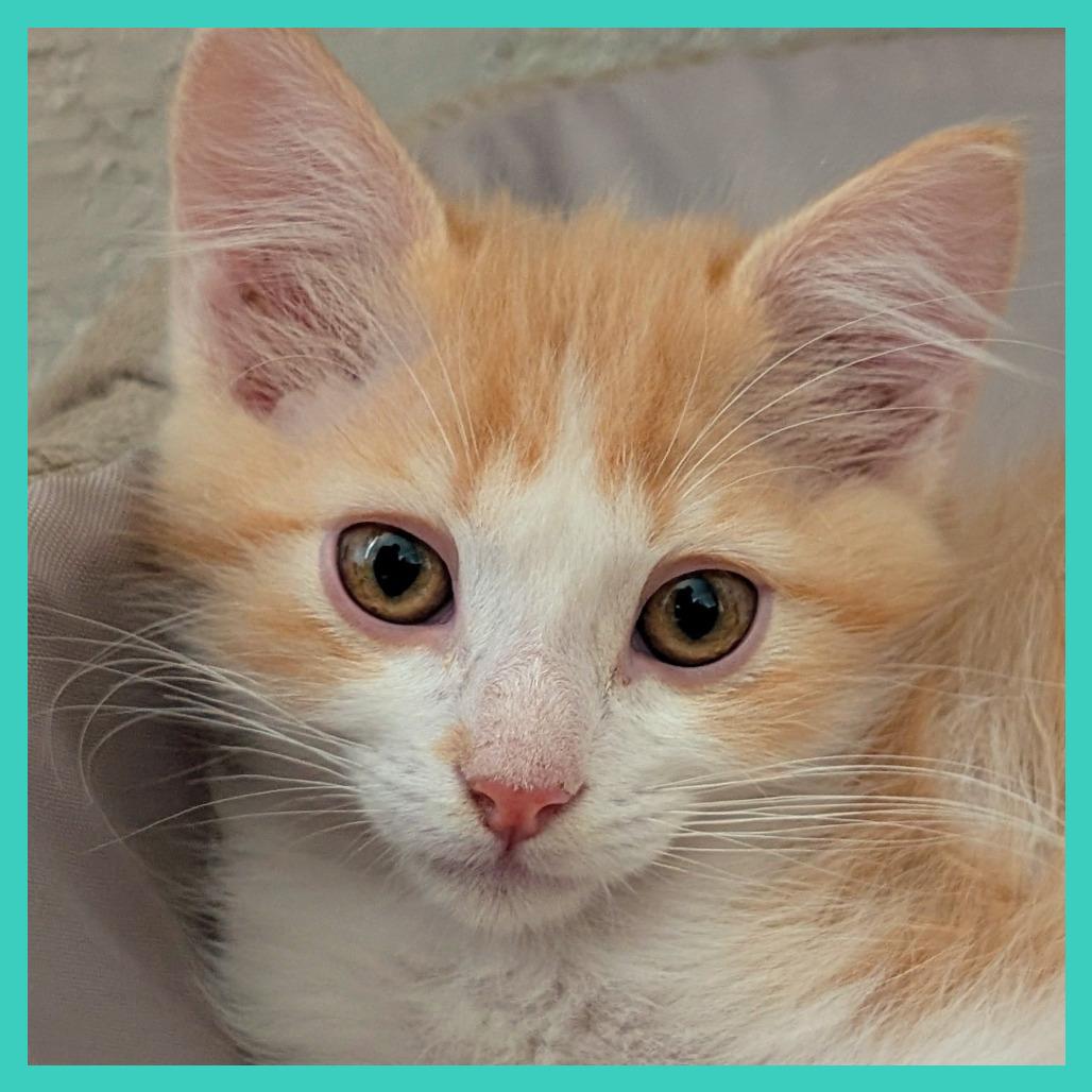 Posh Spice, Adoptable, Kitten Male Domestic Medium Hair.