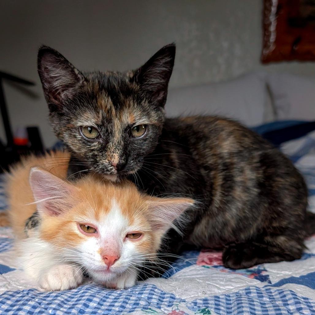 Enlarge Posh Spice, a Adoptable Domestic Medium Hair in Laramie, WY image 2/4