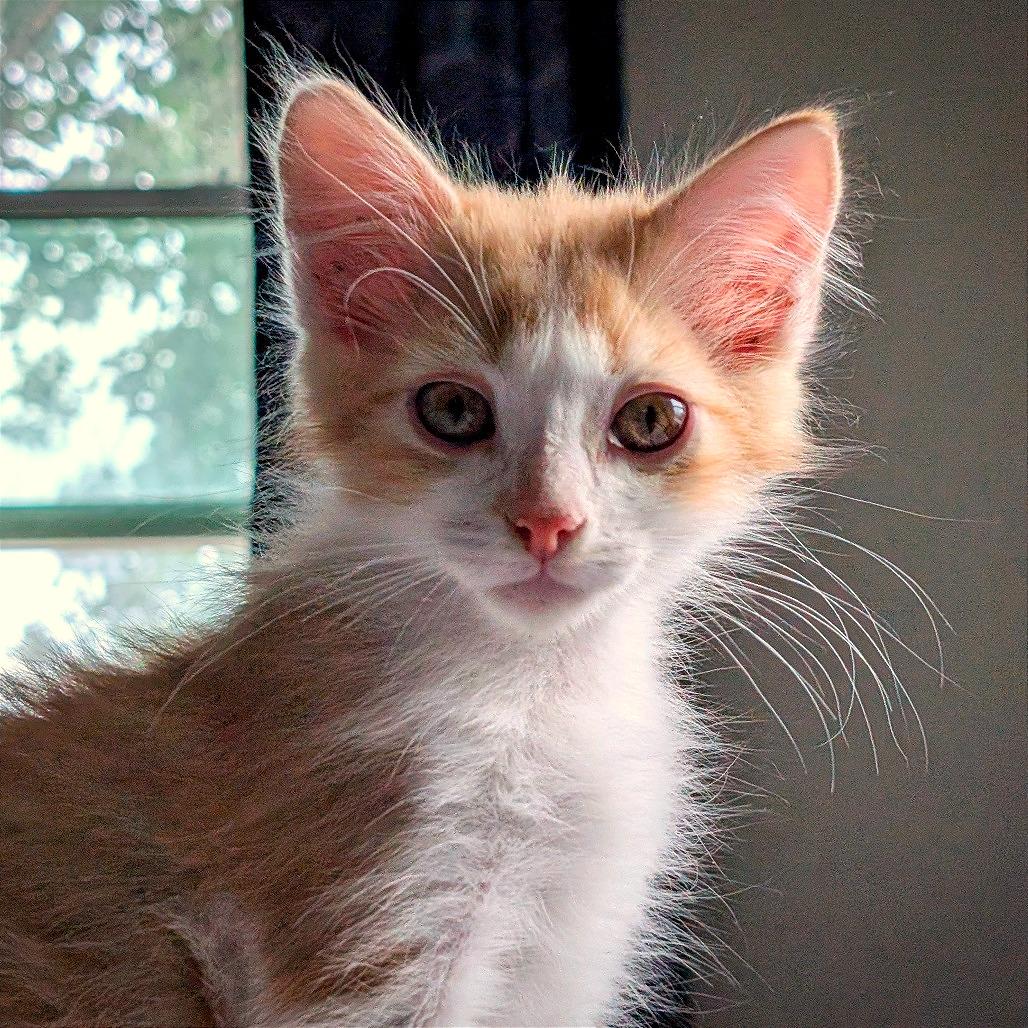 Enlarge Posh Spice, a Adoptable Domestic Medium Hair in Laramie, WY image 3/4