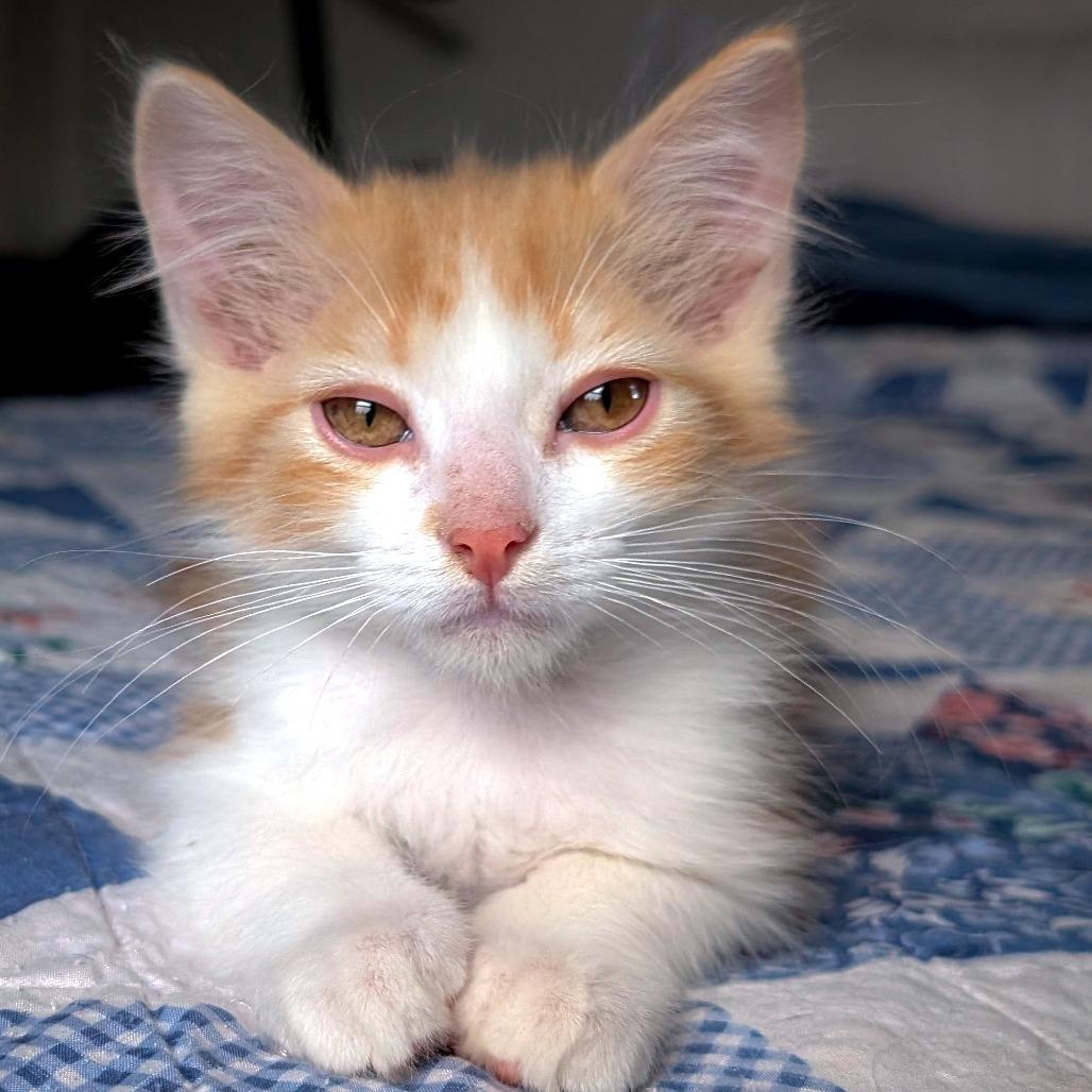 Enlarge Posh Spice, a Adoptable Domestic Medium Hair in Laramie, WY image 4/4