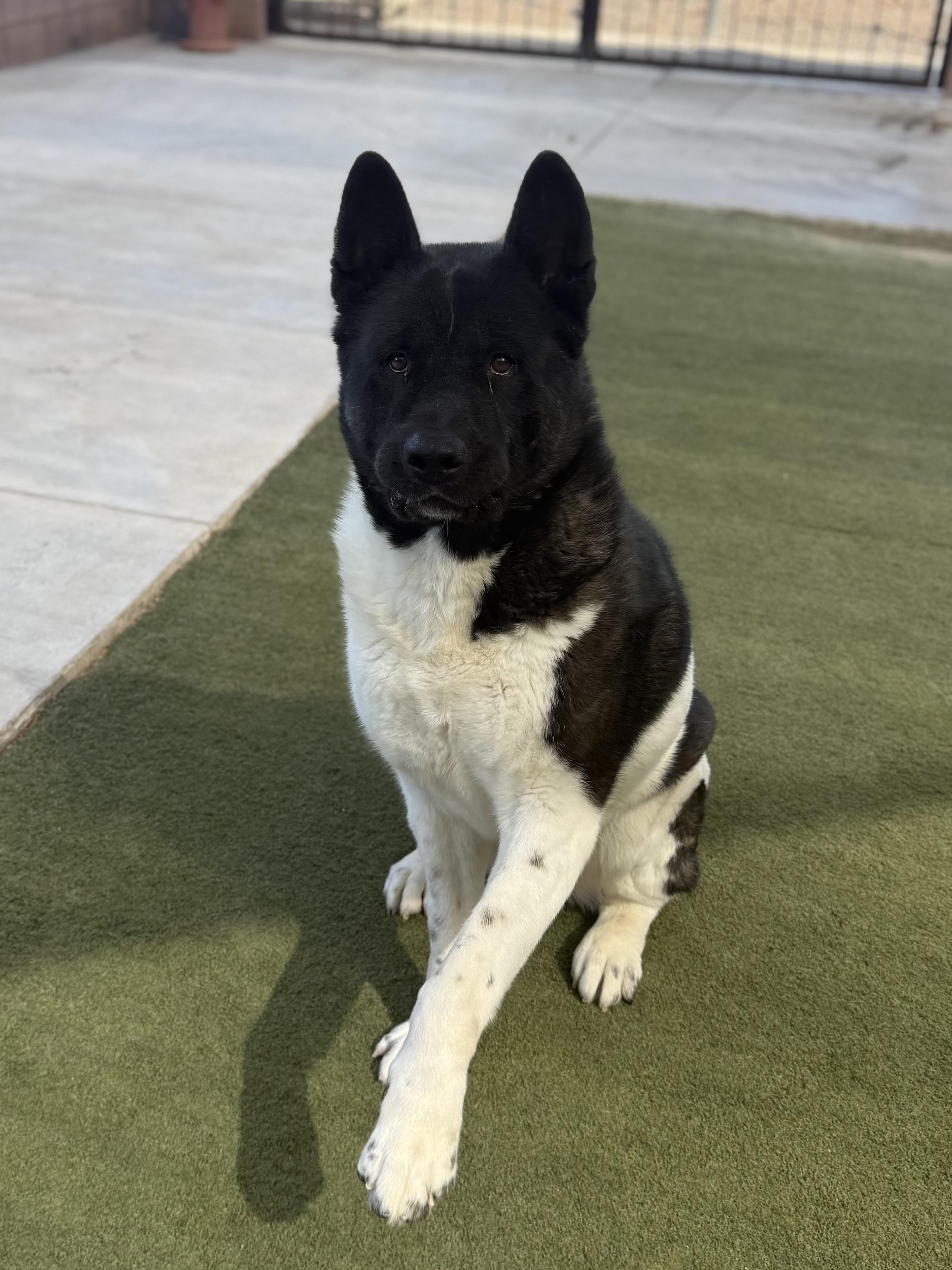 Enlarge Slate, a Adoptable Akita in San Francisco, CA image 4/5