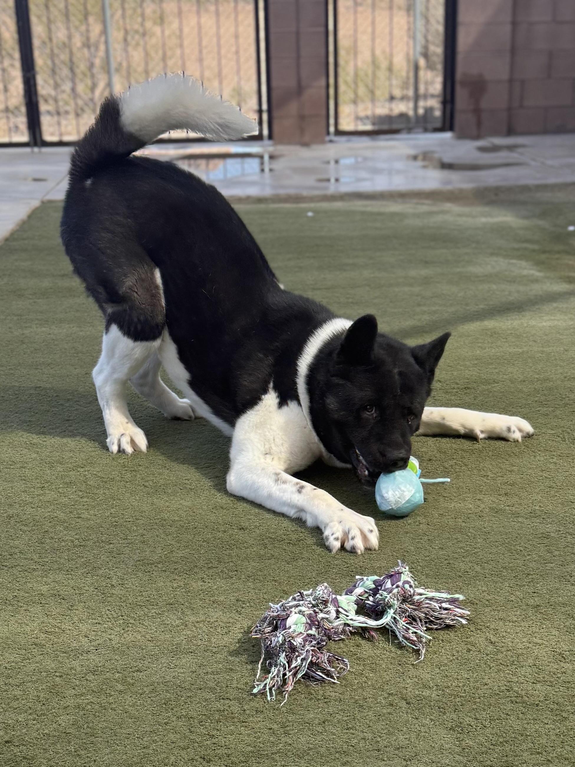 Enlarge Slate, a Adoptable Akita in San Francisco, CA image 3/5