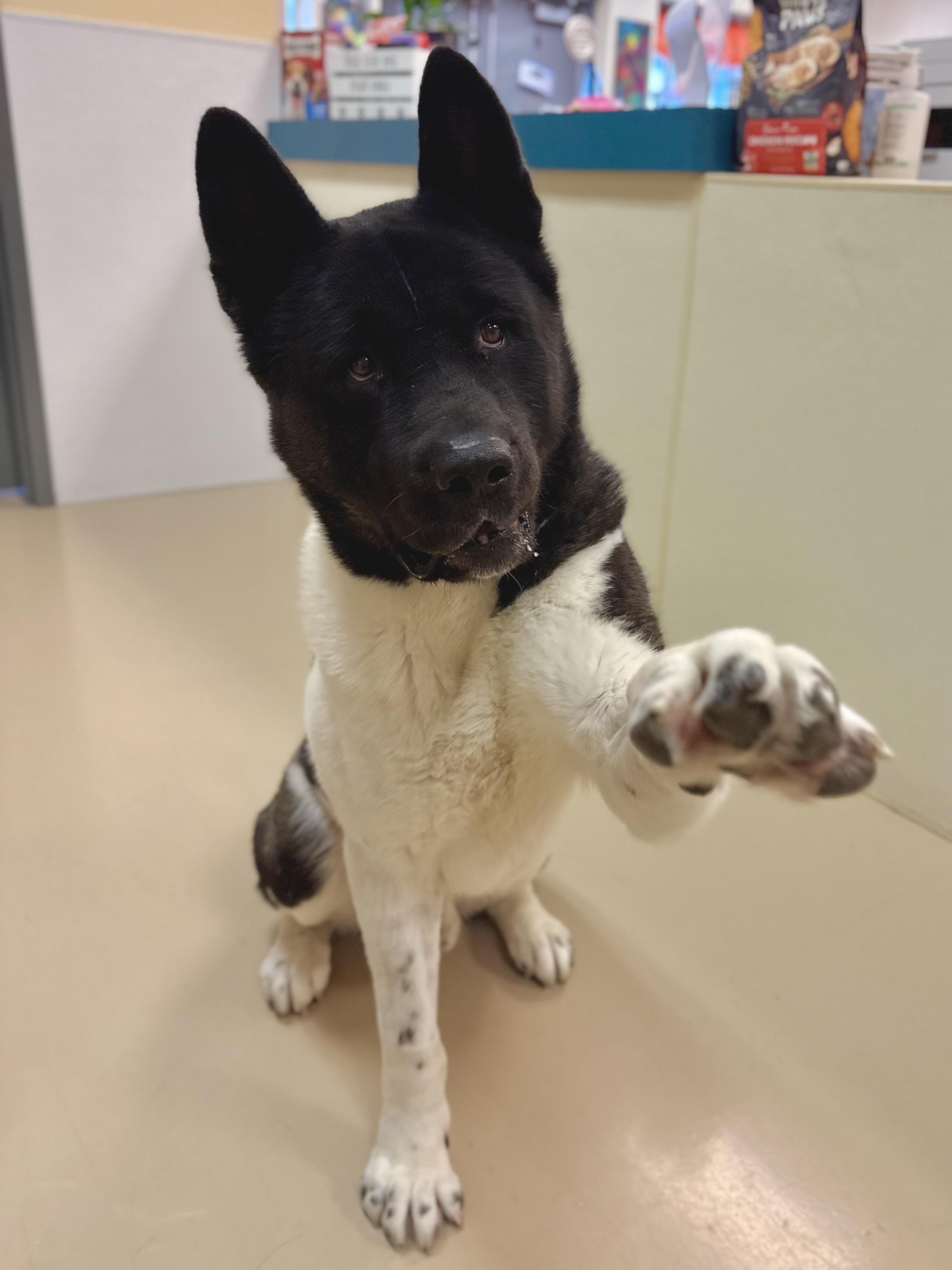 Enlarge Slate, a Adoptable Akita in San Francisco, CA image 2/5