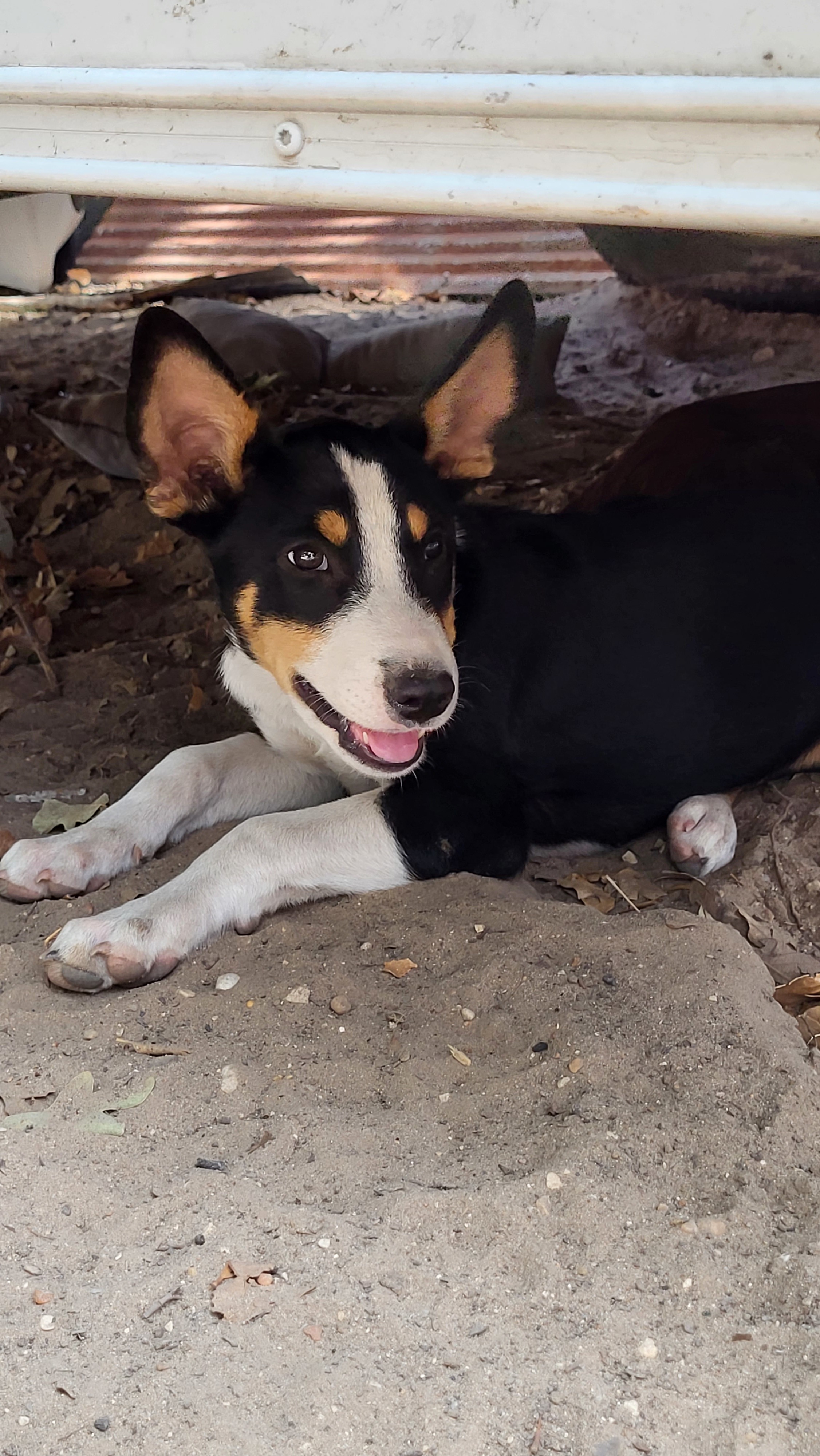 Enlarge Poppy, a Adopted mixed breed in Rockdale, TX image 1/3