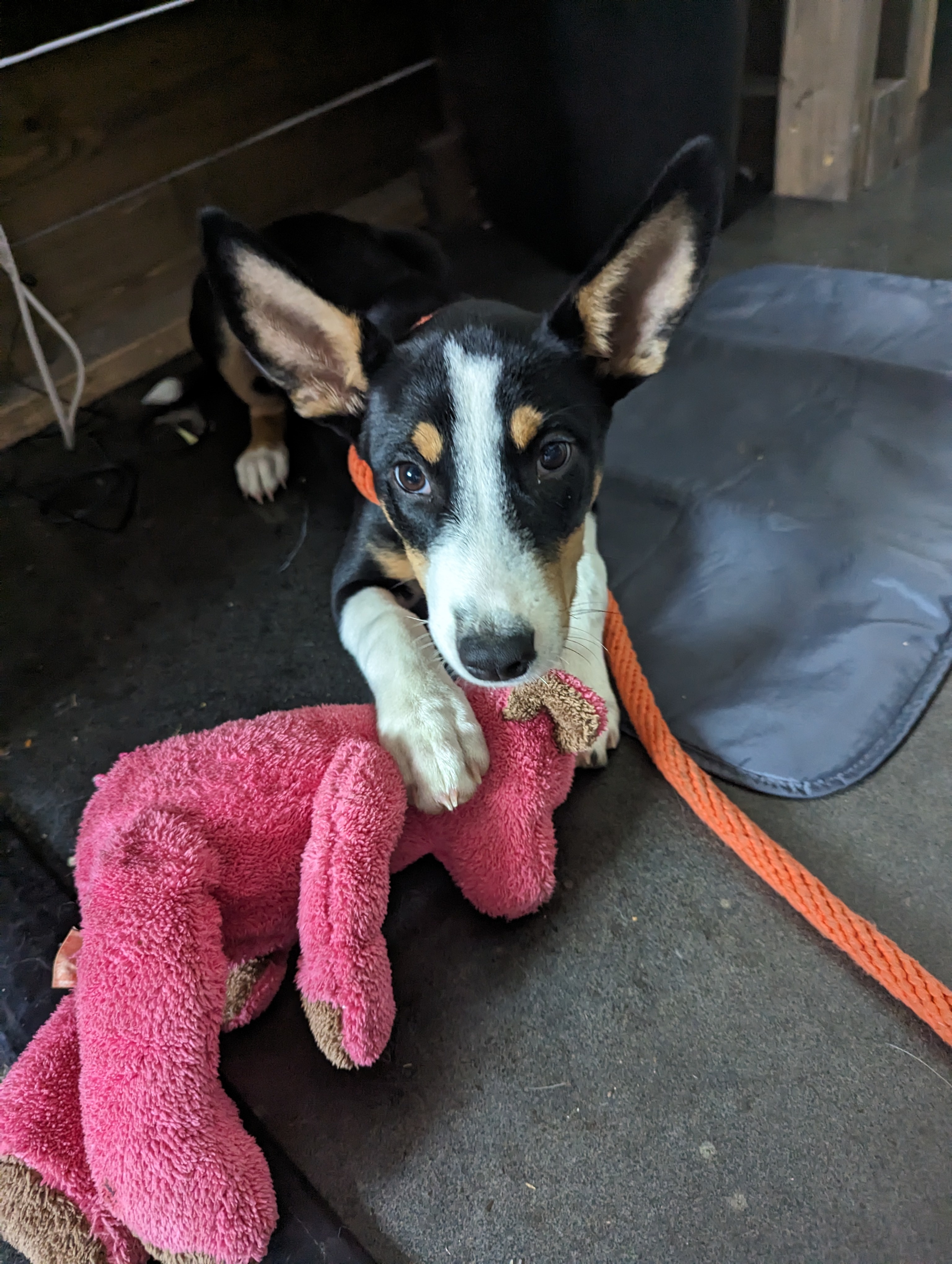 Enlarge Poppy, a Adopted mixed breed in Rockdale, TX image 2/3