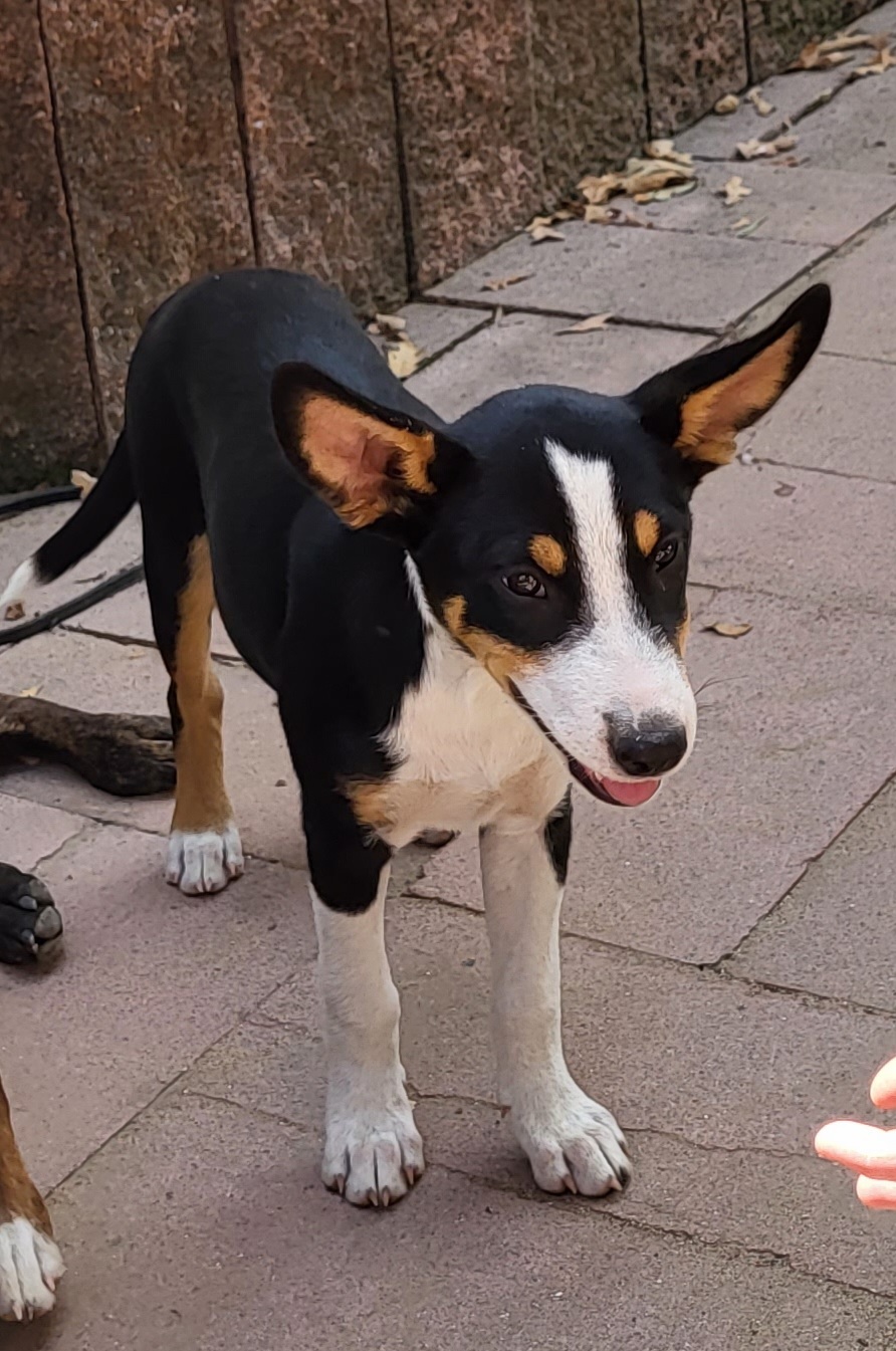 Enlarge Poppy, a Adopted mixed breed in Rockdale, TX image 3/3
