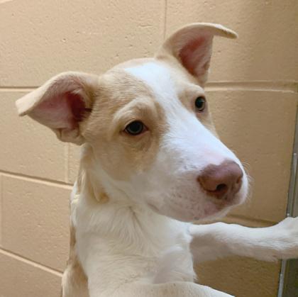 Hollis, Adoptable, Puppy Male Retriever & Mixed Breed.