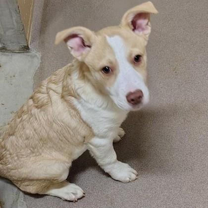 Enlarge Hollis, a Adoptable mixed breed in Madison, WI image 3/3