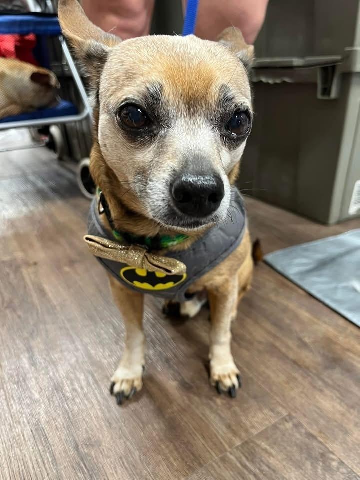 24-088 Calvin, Adoptable, Senior Male Chihuahua.