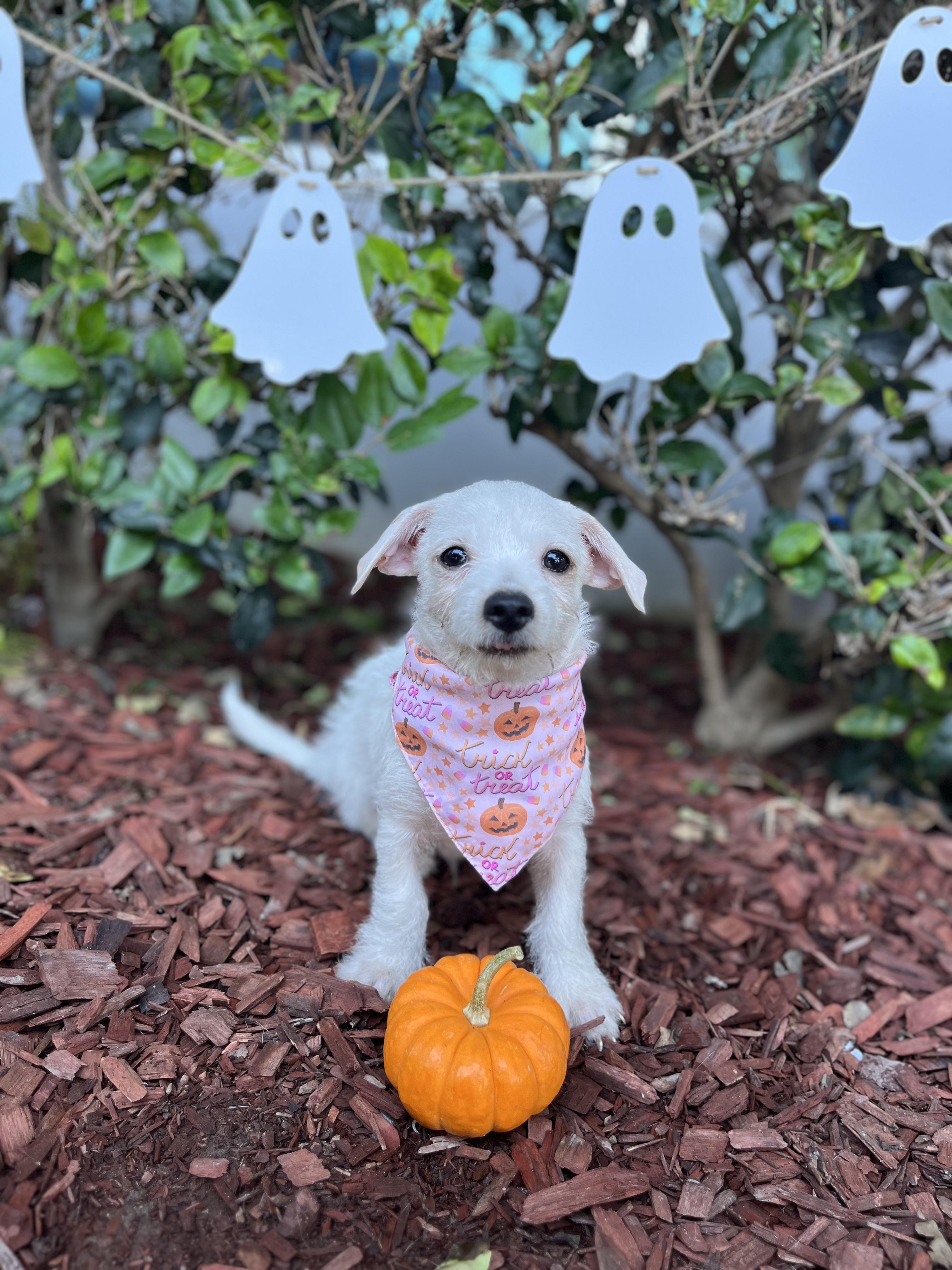 Enlarge Casper, a Adopted mixed breed in South El Monte, CA image 1/3