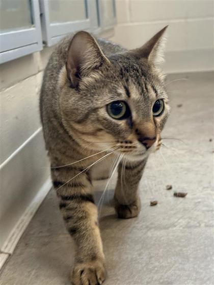 Olive, Adoptable, Adult Female Domestic Medium Hair & Domestic Short Hair.